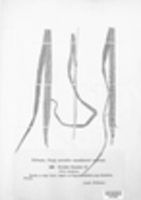 Blumeria graminis image